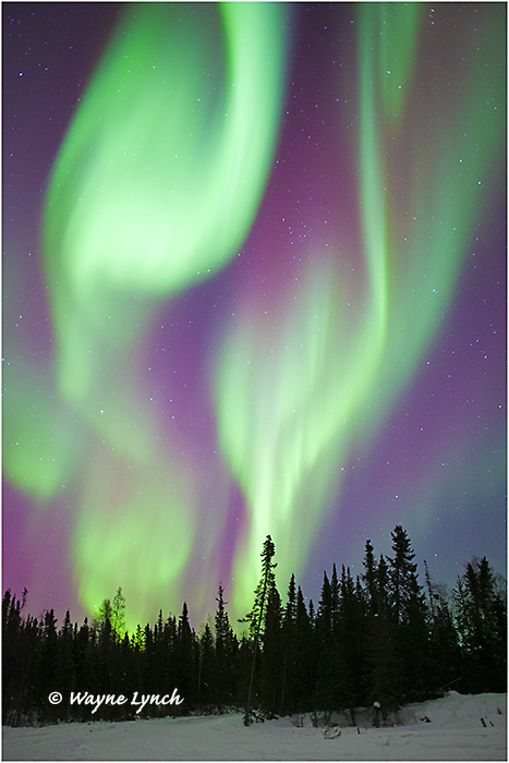 Aurora Borealis 53 by Dr. Wayne Lynch &copy;